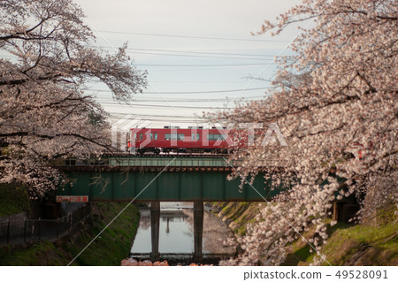 櫻花 櫻花 49528091