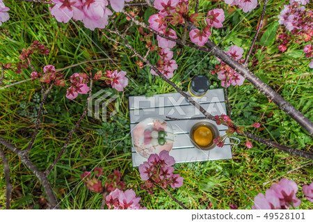 在散步時看到餃子看著春天的Urara沒有hohon櫻花 49528101