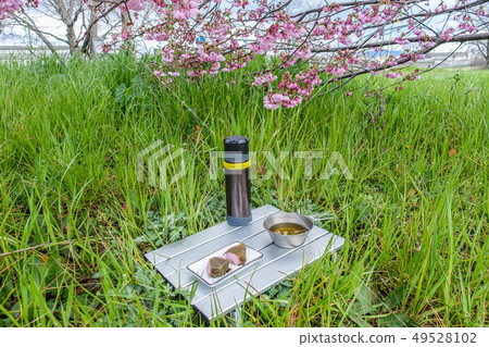 在散步時看到餃子看著春天的Urara沒有hohon櫻花 49528102