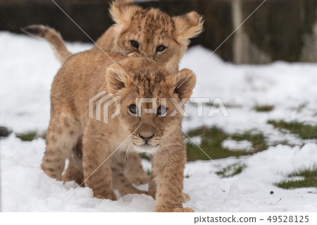 雪寶寶獅子 49528125