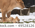 Snow baby lion 49528126