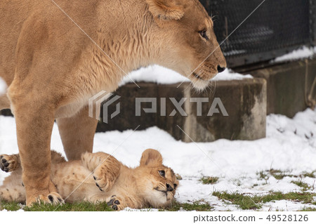 雪寶寶獅子 49528126