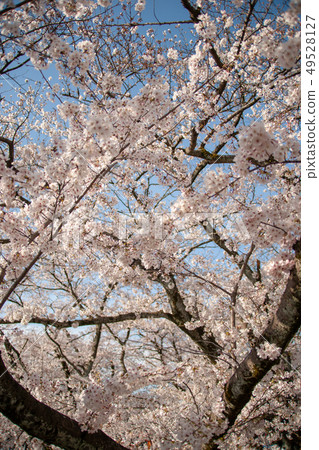 櫻花 49528127