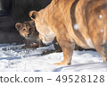 Snow baby lion 49528128