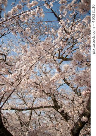 櫻花 櫻花 49528130