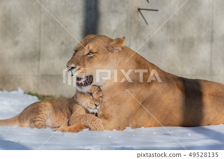 雪寶寶獅子 49528135