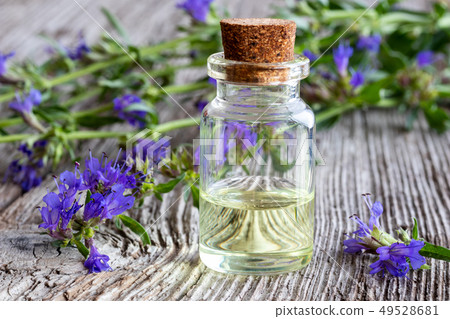 A bottle of hyssop essential oil with fresh A bottle of hyssop essential oil with fresh 49528681