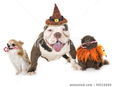 dogs and halloween 49528849