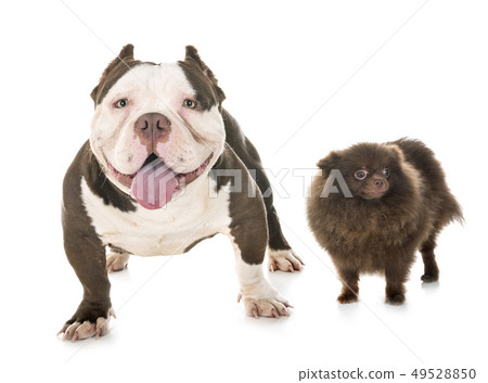 male american bully and spitz 49528850