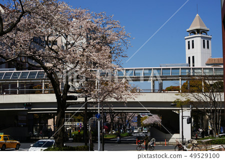 橫濱Honmokudori櫻花 49529100