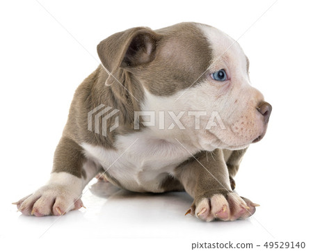 puppy american bully puppy american bully 49529140
