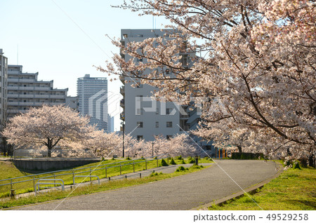 城市公園的櫻花圖像 城市公園的櫻花圖像 49529258