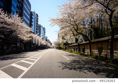 Image of cherry blossoms lined with Yasukuni street 49529263