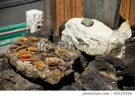 Honmoku“Tome Konoishi Shrine” Honmoku“Tome Konoishi Shrine” 49529399