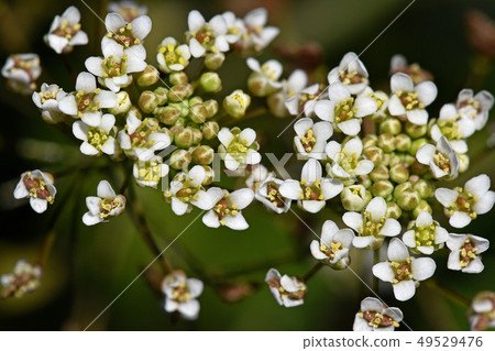 Nazna（Penpen grass） 49529476