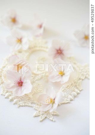 Cherry petals 49529837