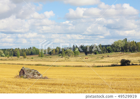 Beautiful Scandinavian landscape - field and farm Beautiful Scandinavian landscape - field and farm 49529919