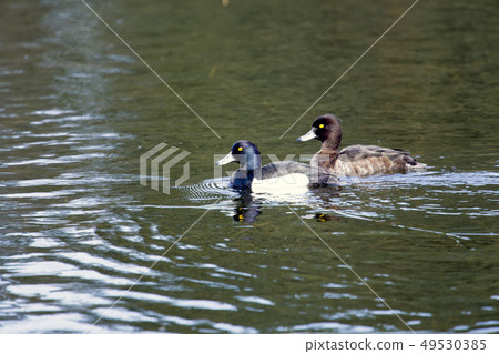 tufted duck (Aythya fuligula) in the lake tufted duck (Aythya fuligula) in the lake 49530385