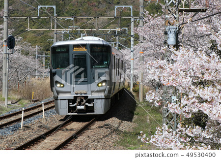 Kishu Road Express that runs through Yamanakakei in full bloom 49530400