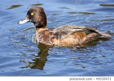tufted duck (Aythya fuligula) in the lake tufted duck (Aythya fuligula) in the lake 49530471