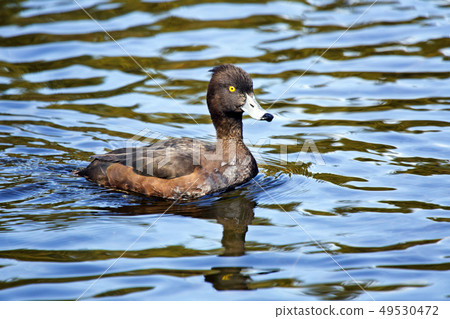 tufted duck (Aythya fuligula) in the lake tufted duck (Aythya fuligula) in the lake 49530472