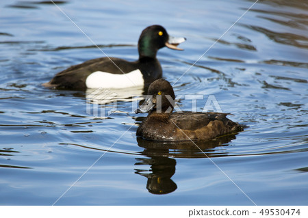 tufted duck (Aythya fuligula) in the lake tufted duck (Aythya fuligula) in the lake 49530474