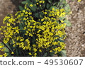 強姦開花 49530607