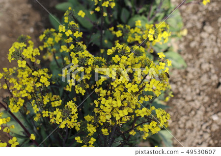 Rape blossoms Rape blossoms 49530607