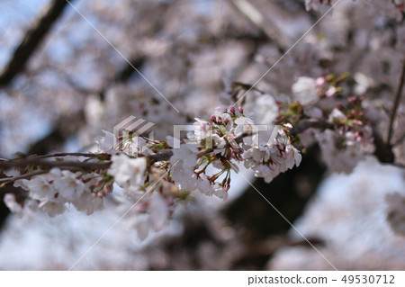 Cherry Blossoms	 49530712