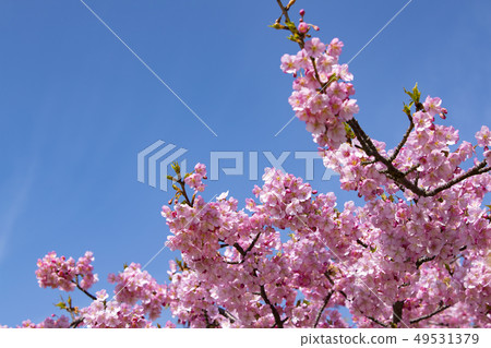 田原的河津櫻花2019年 49531379