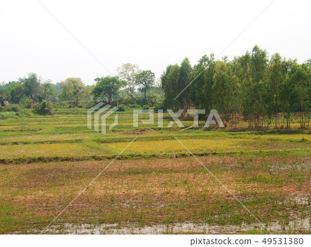 agriculture farm land with large trees in THAILAND 49531380