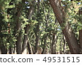 杉木森林在春天 49531515