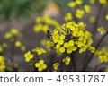 強姦鮮花和蜜蜂 49531787