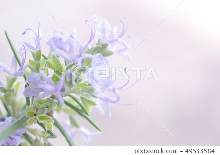 Rosemary Flower Rosemary Flower 49533584