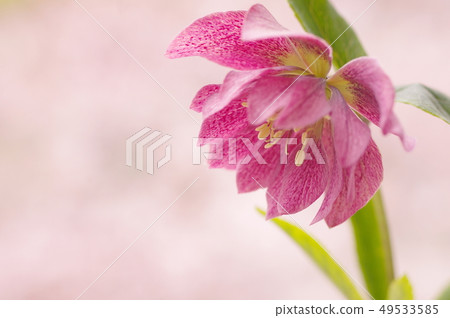 Christmas rose flowers Christmas rose flowers 49533585