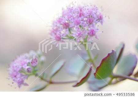 Succulent flower 49533586