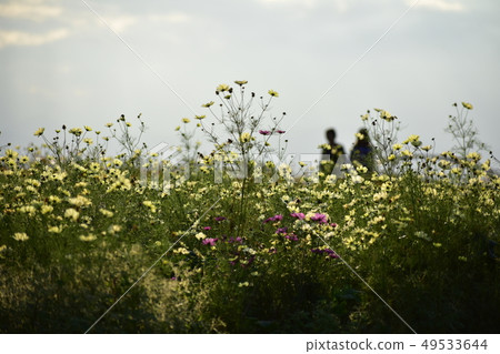 Two people walking in the cosmos field 49533644
