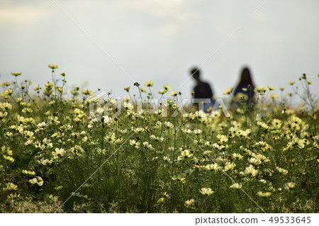 Two people walking in the cosmos field Two people walking in the cosmos field 49533645