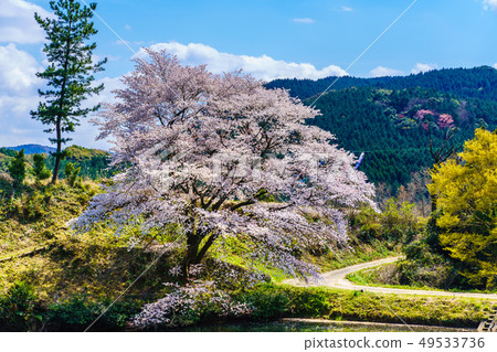 Jirakansu cherry tree [Saga prefecture Takeo city] 49533736