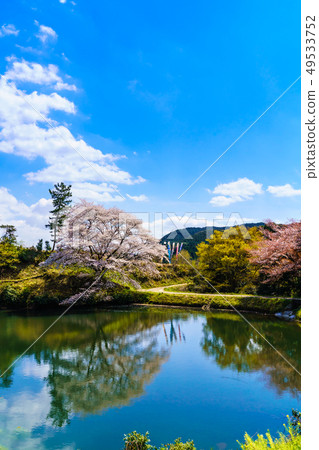 Jirakansu cherry tree [Saga prefecture Takeo city] 49533752