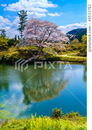 Jirakansu cherry tree [Saga prefecture Takeo city] 49533762