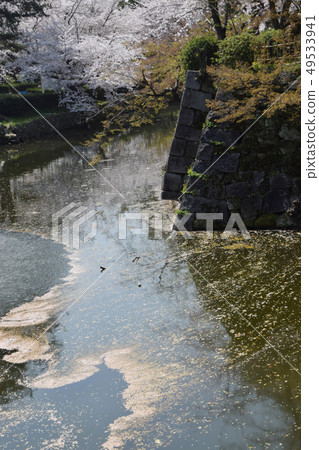 cherry blossom at japanese castle / cherry blossom viewing at castle moat 49533941