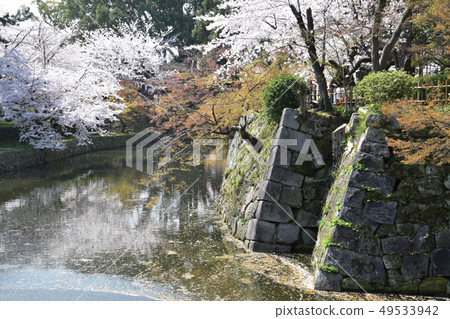 cherry blossom at japanese castle / cherry blossom viewing at castle moat 49533942