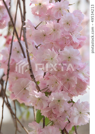 櫻花盛開 櫻花盛開 49534213
