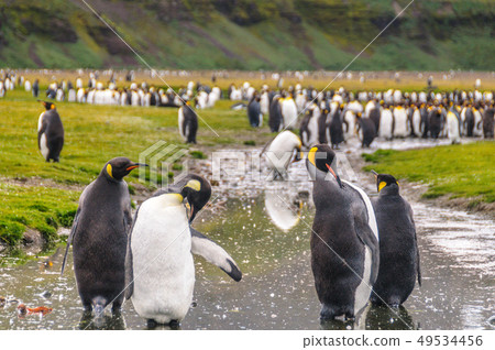 King Penguins on Salisbury Plains King Penguins on Salisbury Plains 49534456