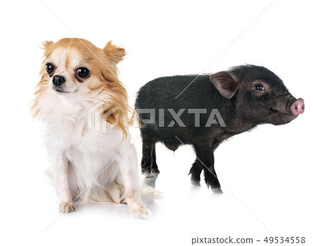 vietnamese pig and chihuahua vietnamese pig and chihuahua 49534558