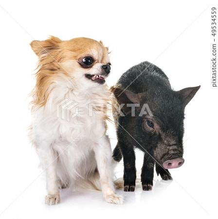 vietnamese pig and chihuahua vietnamese pig and chihuahua 49534559