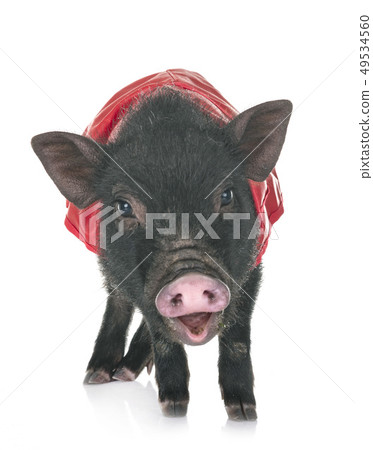vietnamese pig in studio vietnamese pig in studio 49534560