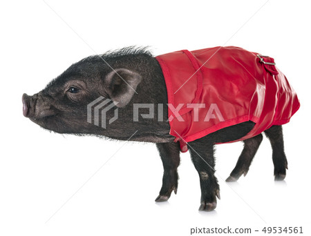 vietnamese pig in studio vietnamese pig in studio 49534561