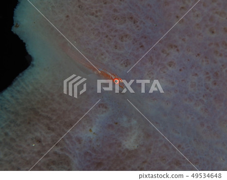 Akasuji Umitake Haze Underwater Photo 伊豆大島 49534648